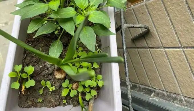 阳台种啥好?种辣椒既能当盆景又能吃!步骤超简单,种子就能种出满满一盆