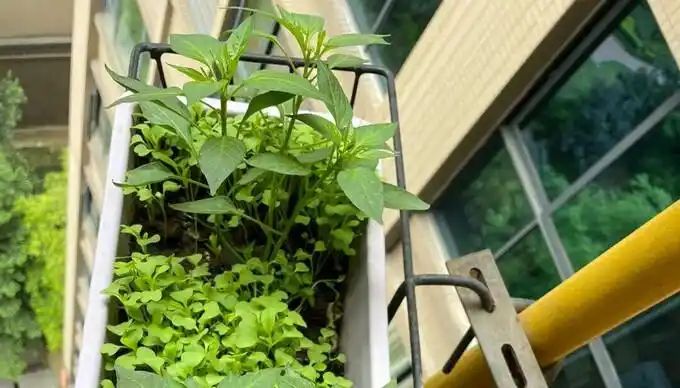 盆栽辣椒种植技术