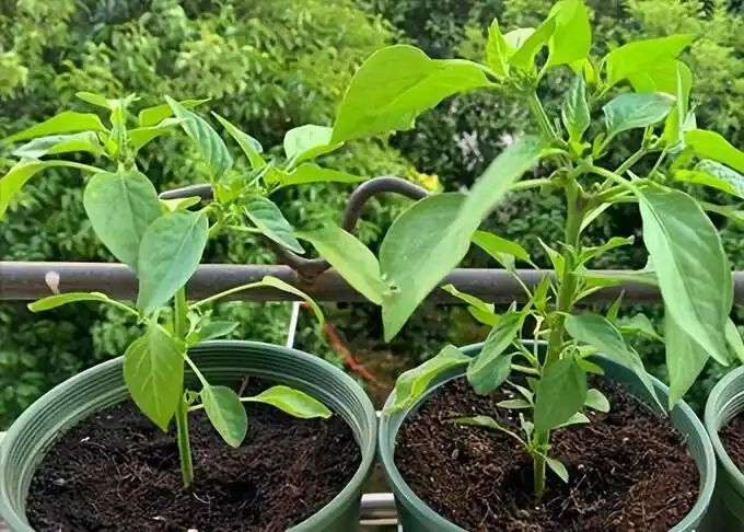 盆栽辣椒种植技术