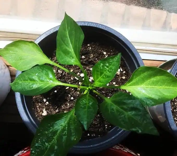 盆栽辣椒种植技术