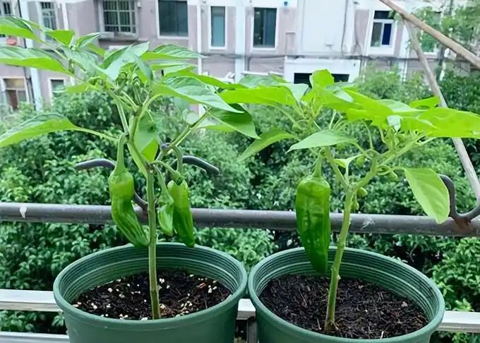 盆栽辣椒种植技术