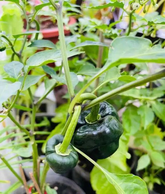 盆栽辣椒种植技术