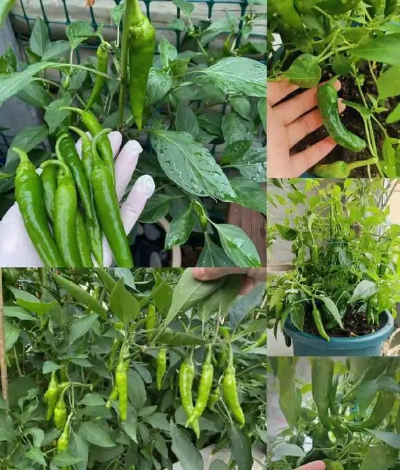盆栽辣椒种植技术