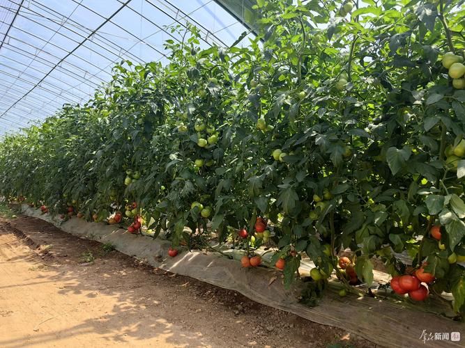 大棚西红柿|一6月种植技术视频