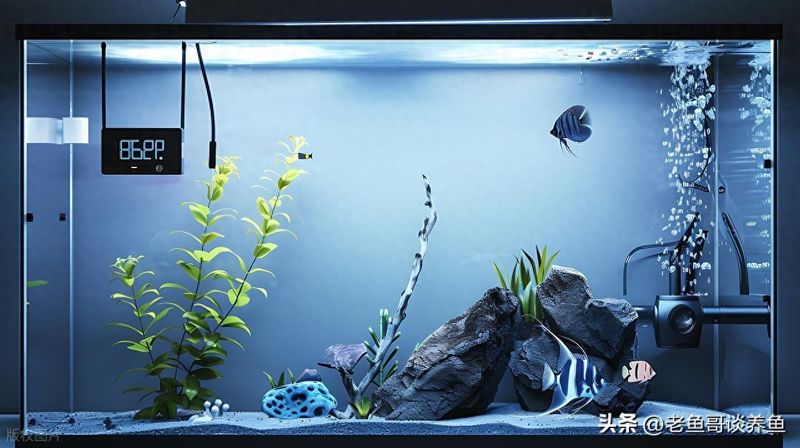 底滤鱼缸原理
