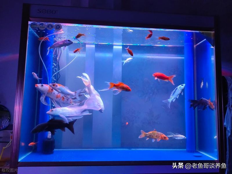 底滤鱼缸原理