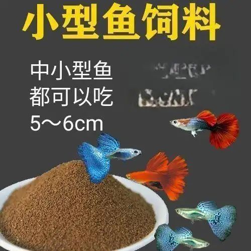 鱼缸养鱼知识全