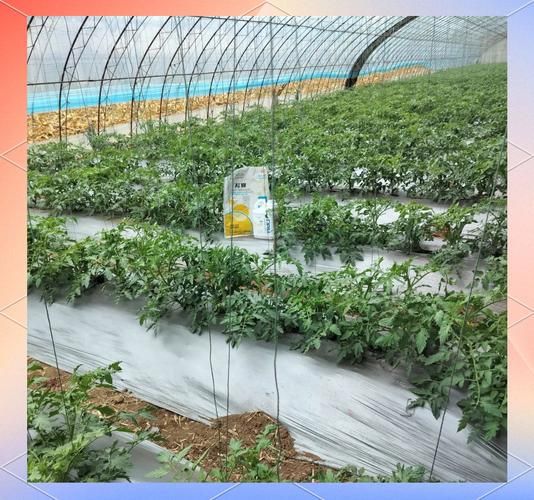 大棚西红柿|一6月种植技术视频