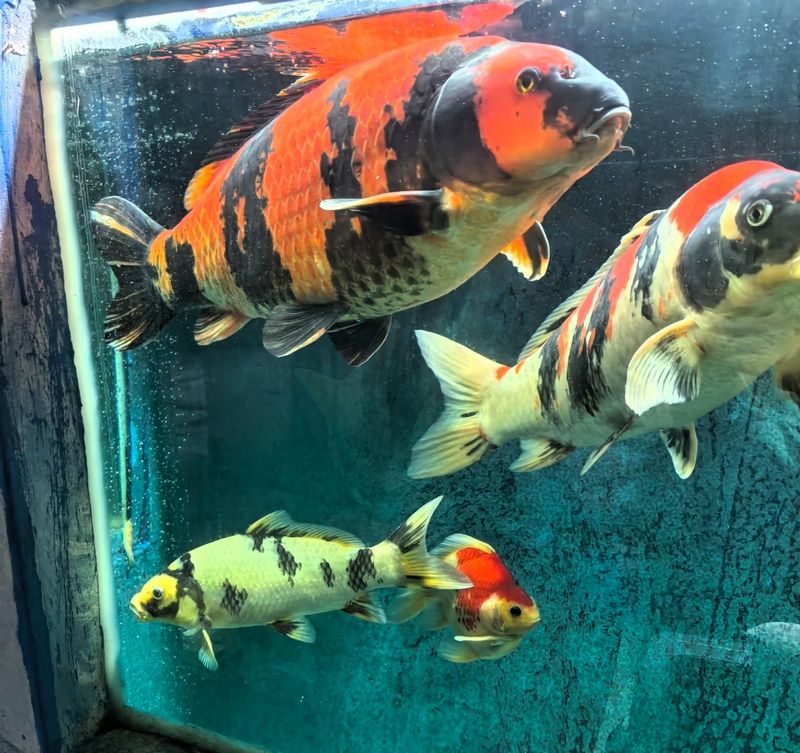 底滤鱼缸原理