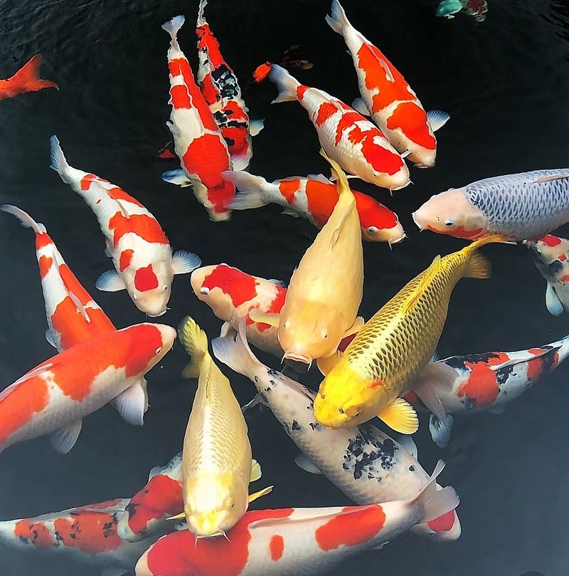 底滤鱼缸原理