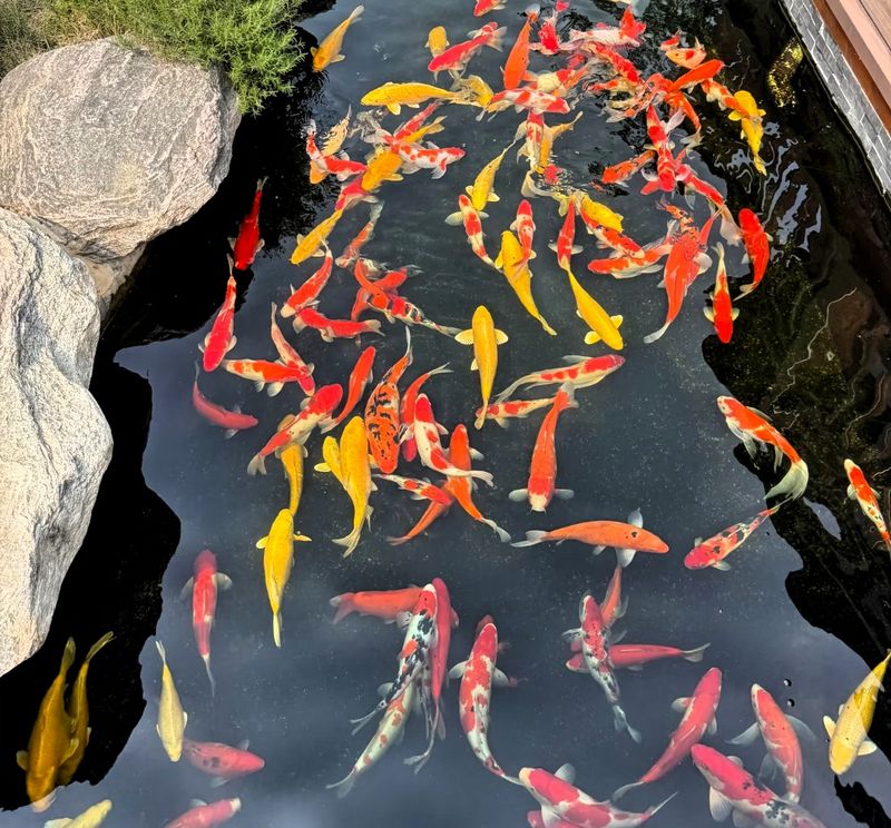 底滤鱼缸原理
