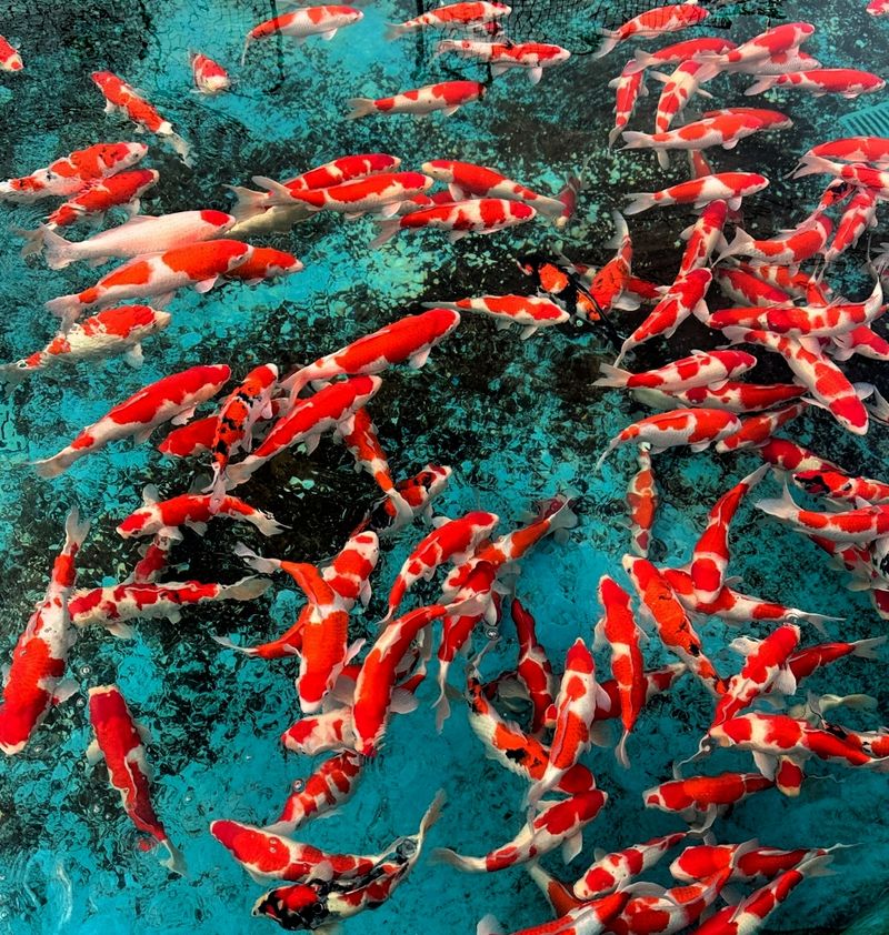 底滤鱼缸原理