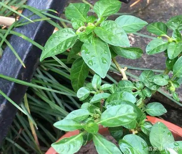 盆栽辣椒种植技术