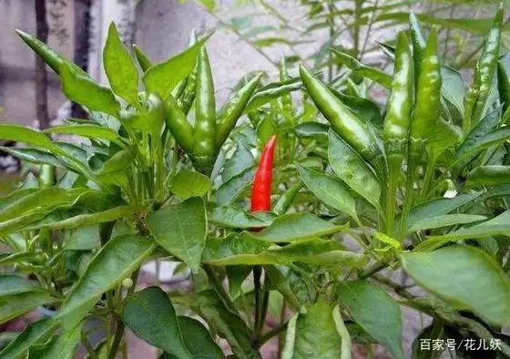 盆栽辣椒种植技术