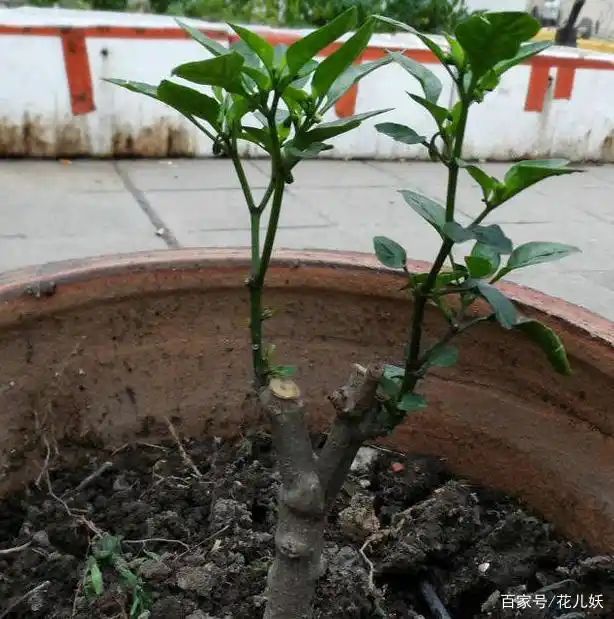 盆栽辣椒种植技术