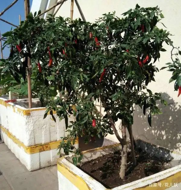 盆栽辣椒种植技术