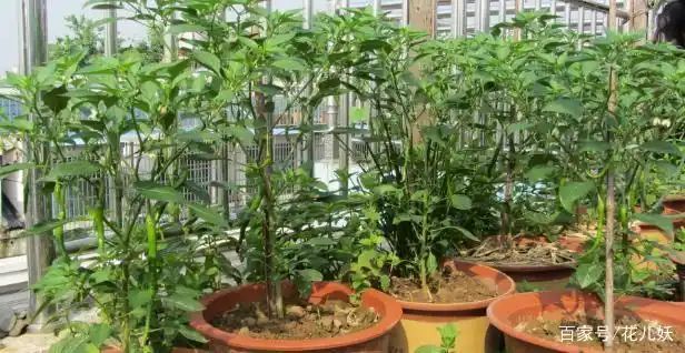 盆栽辣椒种植技术