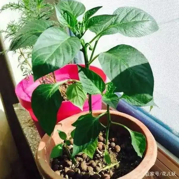盆栽辣椒种植技术