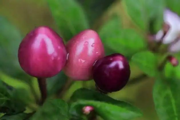 盆栽辣椒种植技术