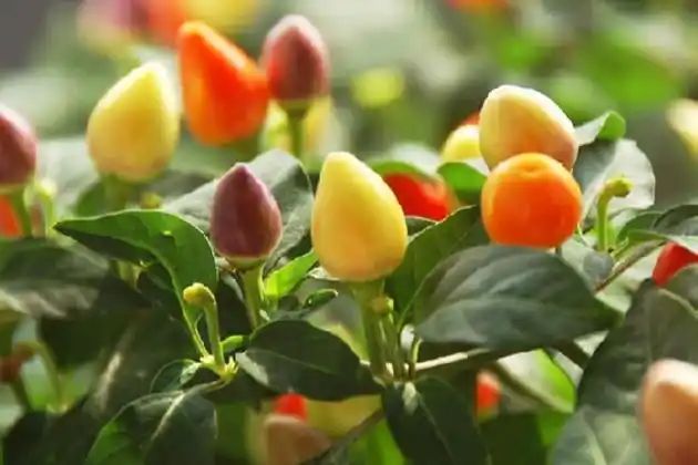 盆栽辣椒种植技术