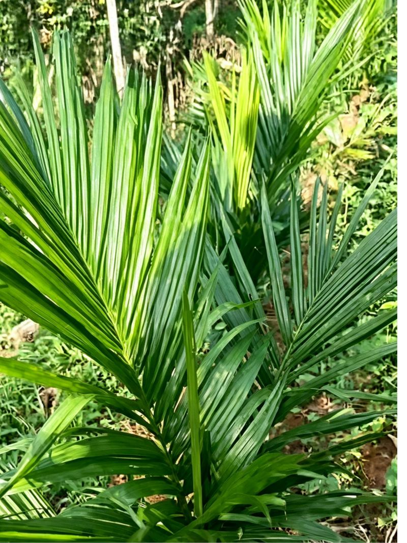槟榔芋种植的详细方法