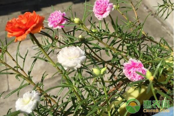 太阳花如何种植方法