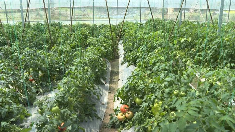 大棚西红柿种植技术视频