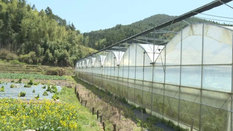 大棚西红柿种植技术视频
