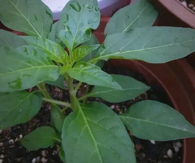 盆栽辣椒种植技术