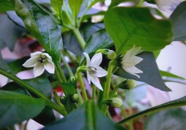 盆栽辣椒种植技术