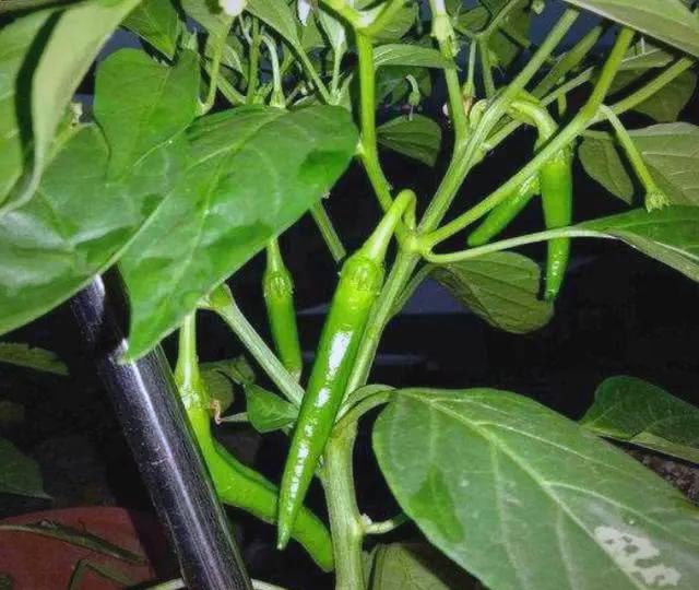 盆栽辣椒种植技术