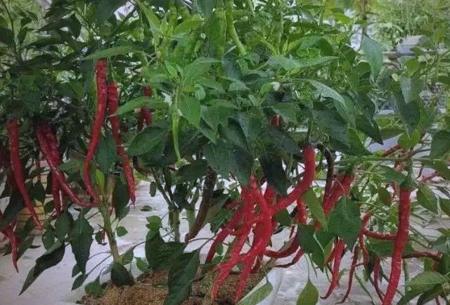 盆栽辣椒种植技术