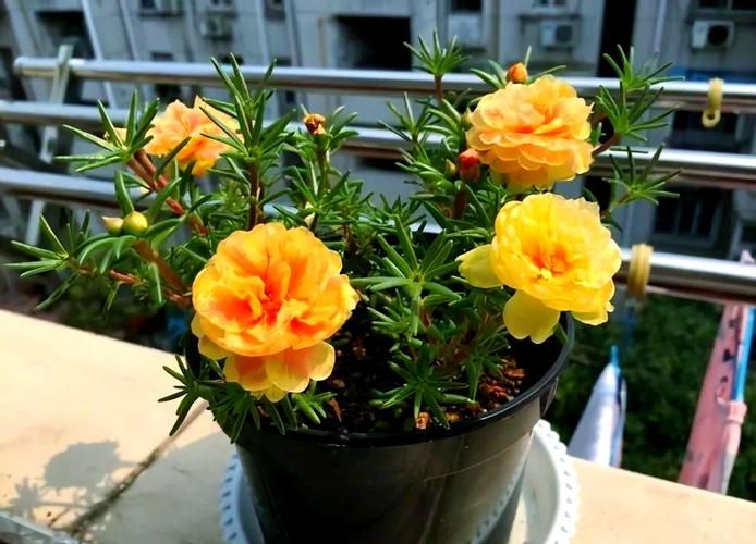 太阳花如何种植方法