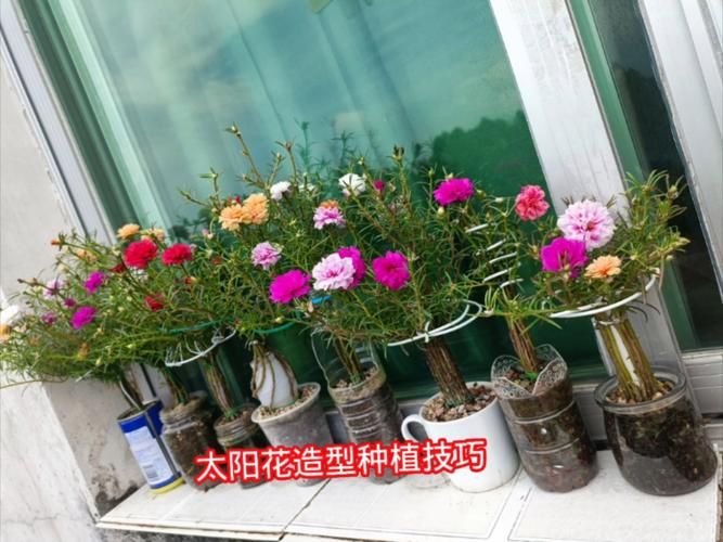 太阳花如何种植方法