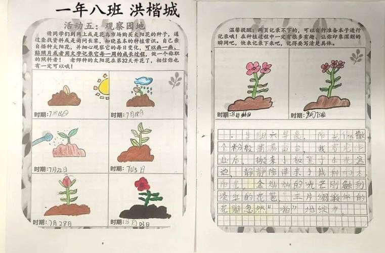 太阳花如何种植方法