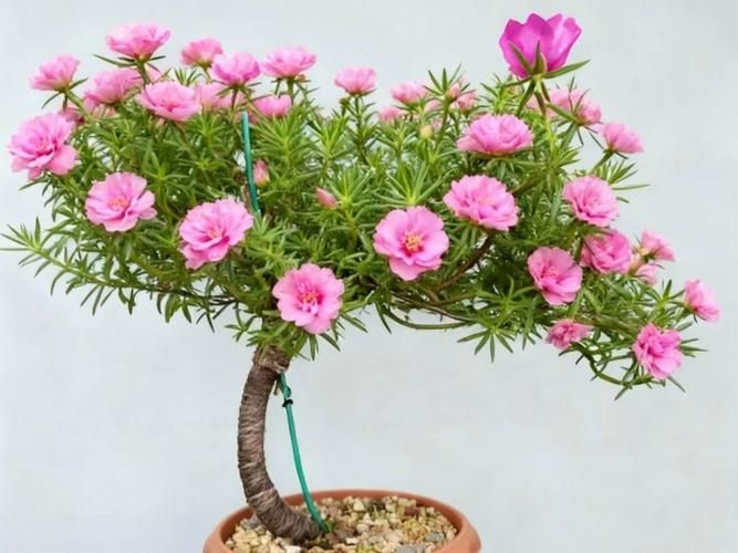 太阳花如何种植方法