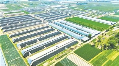大棚西红柿种植技术视频