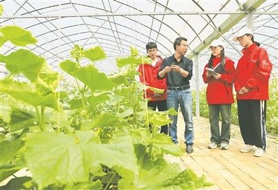 大棚西红柿种植技术视频