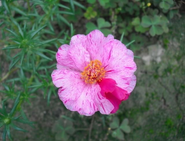 太阳花如何种植方法