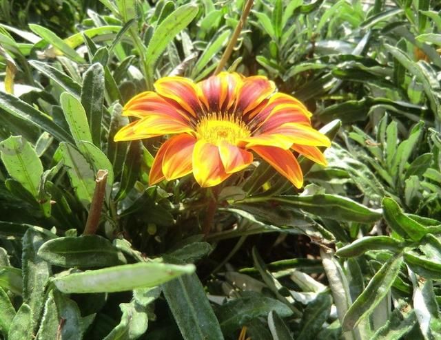 太阳花如何种植方法