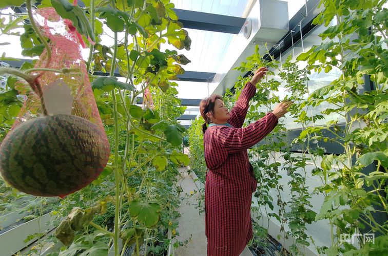 大棚西红柿种植技术视频