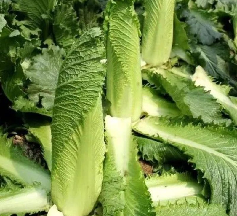 大白菜种植技术