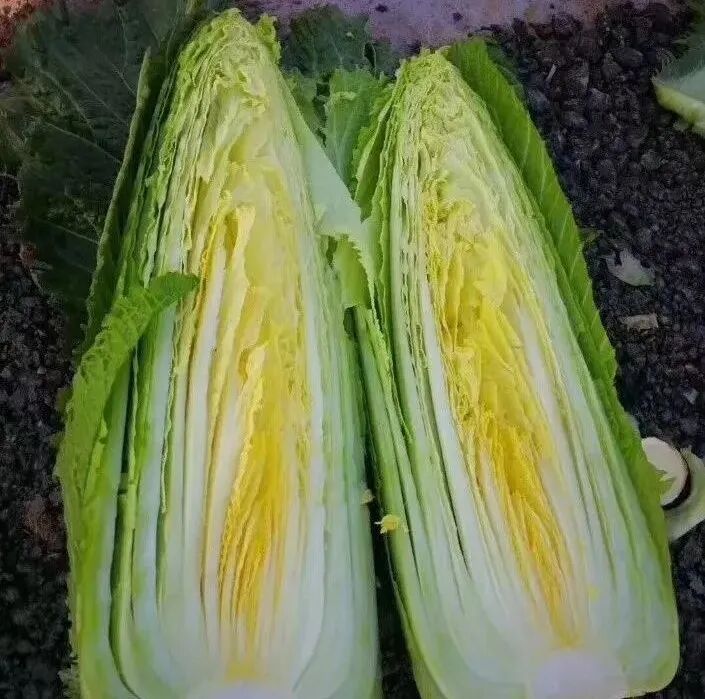 大白菜种植技术