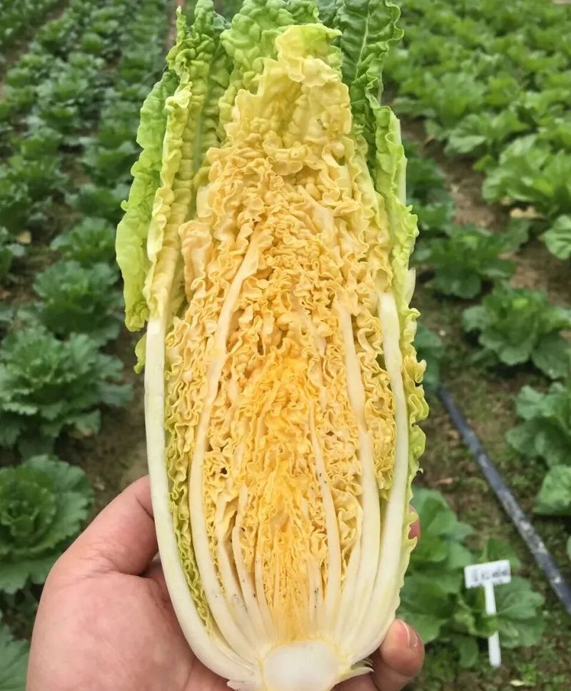 大白菜种植技术