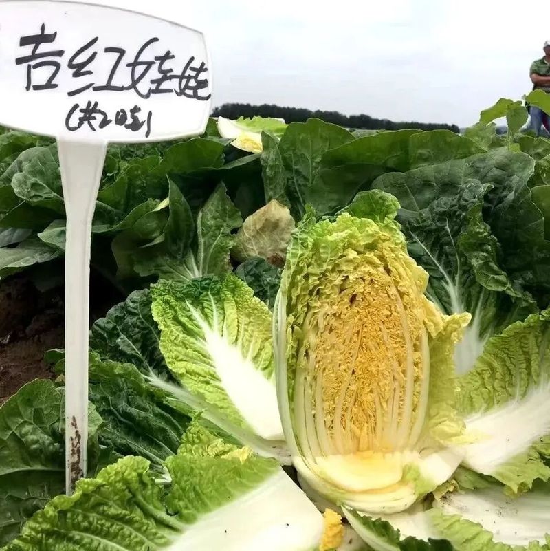 大白菜种植技术
