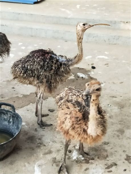 鸵鸟苗多少钱一只