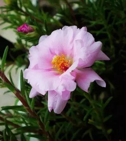 太阳花如何种植方法