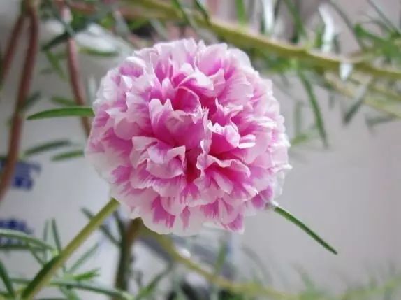 太阳花如何种植方法