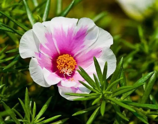 太阳花如何种植方法