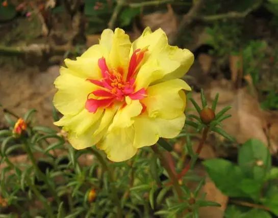 太阳花如何种植方法